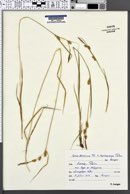 Carex hostiana image