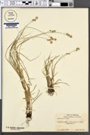 Image of Carex hyalina