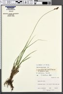 Carex idahoa image