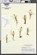 Carex incurviformis var. danaensis image