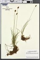Image of Carex integra