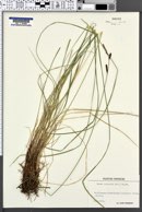 Carex nigra subsp. juncea image