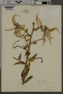 Lilium bulbiferum image