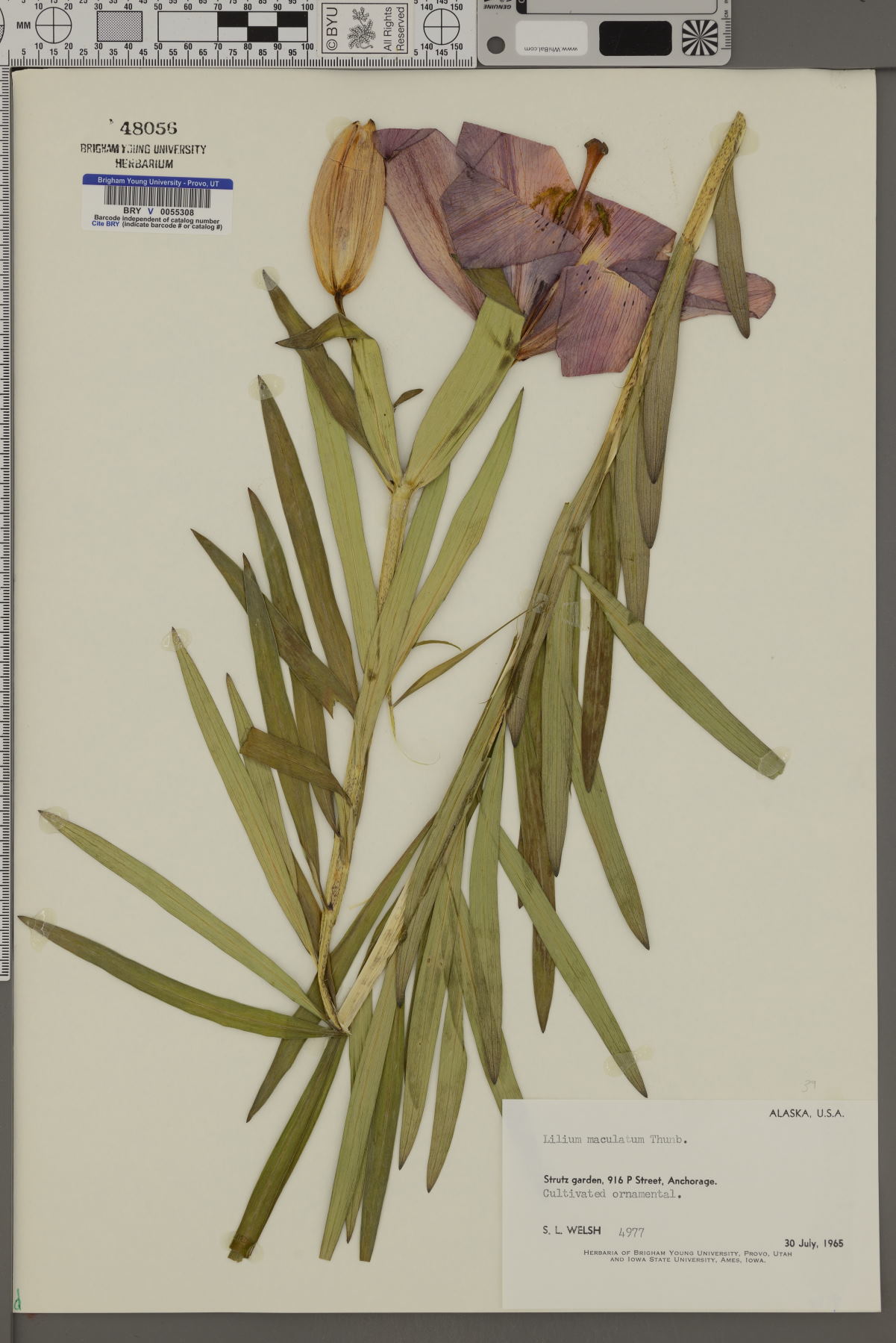 Lilium maculatum image