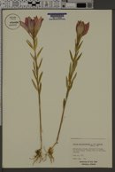 Lilium philadelphicum var. andinum image
