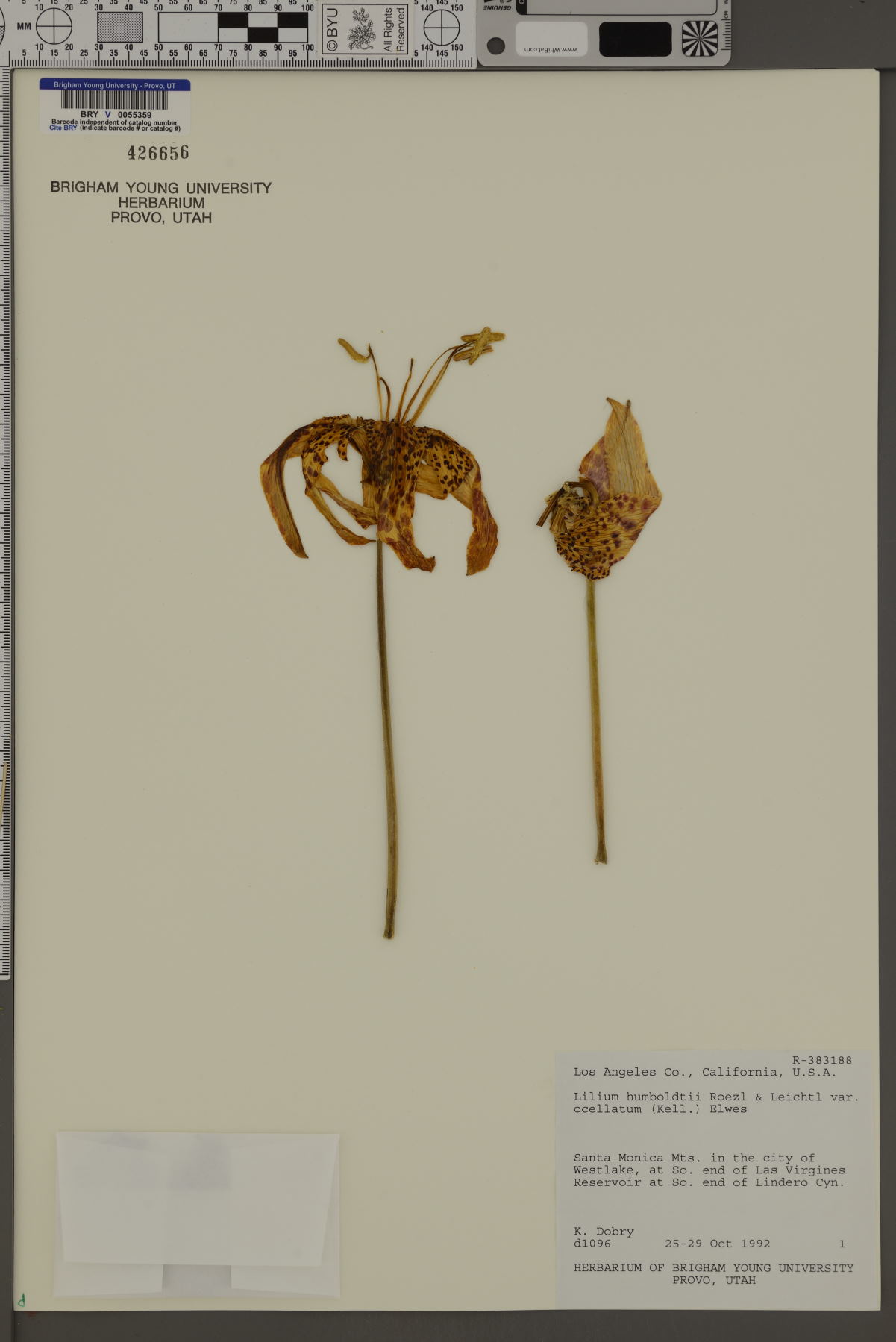 Lilium humboldtii var. ocellatum image