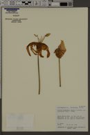 Lilium humboldtii var. ocellatum image