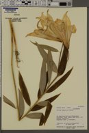 Lilium japonicum image