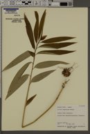 Image of Lilium japonicum