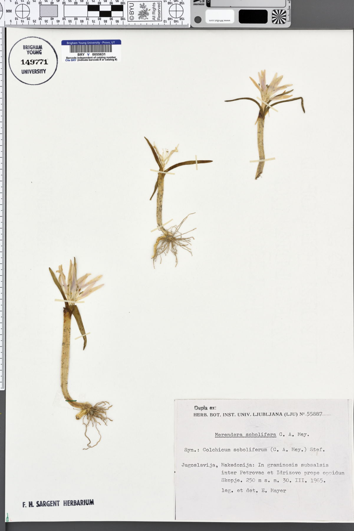 Colchicum soboliferum image