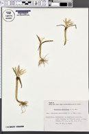 Image of Colchicum soboliferum