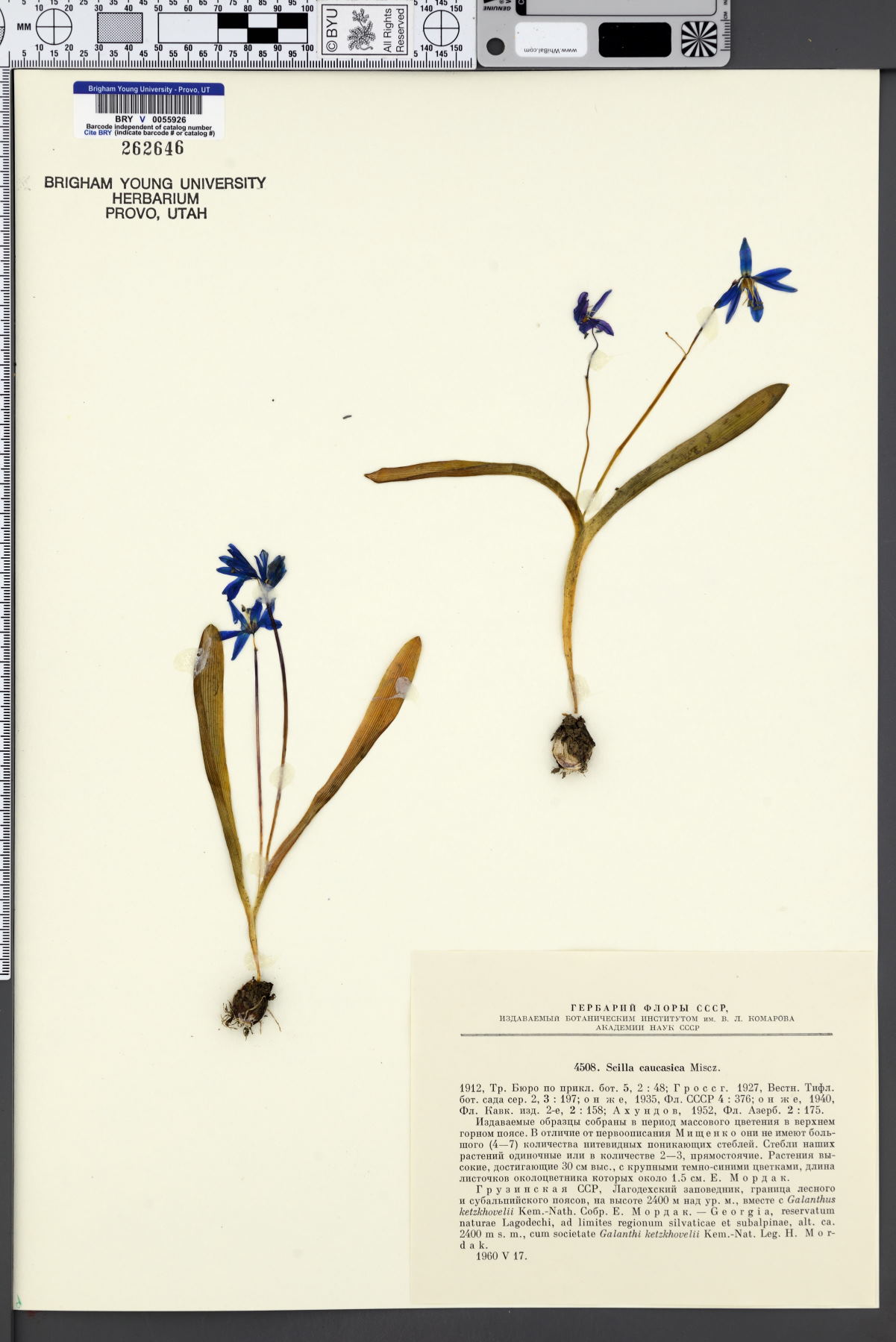 Scilla siberica subsp. caucasica image