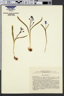 Scilla biflora image