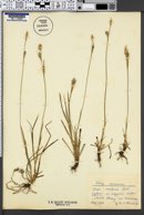 Carex michelii image
