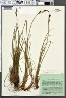 Carex nesophila image