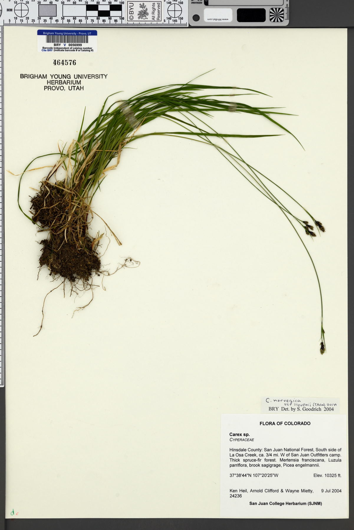 Carex norvegica var. stevenii image