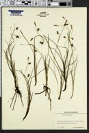 Carex laxa image