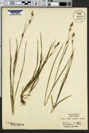 Image of Carex lemmonii