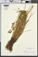 Image of Carex leporina
