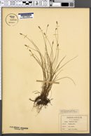 Carex leptalea var. harperi image