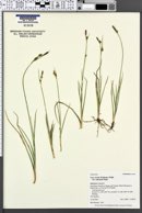 Carex livida var. radicaulis image