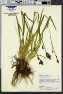 Carex luzulina image