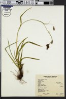 Image of Carex ablata