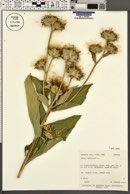 Inula helenium image