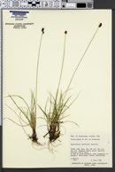 Carex media image