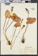 Arisarum vulgare image