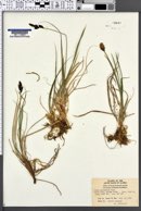 Image of Carex consimilis