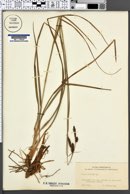 Image of Carex binervis