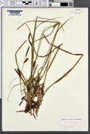 Carex binervis image