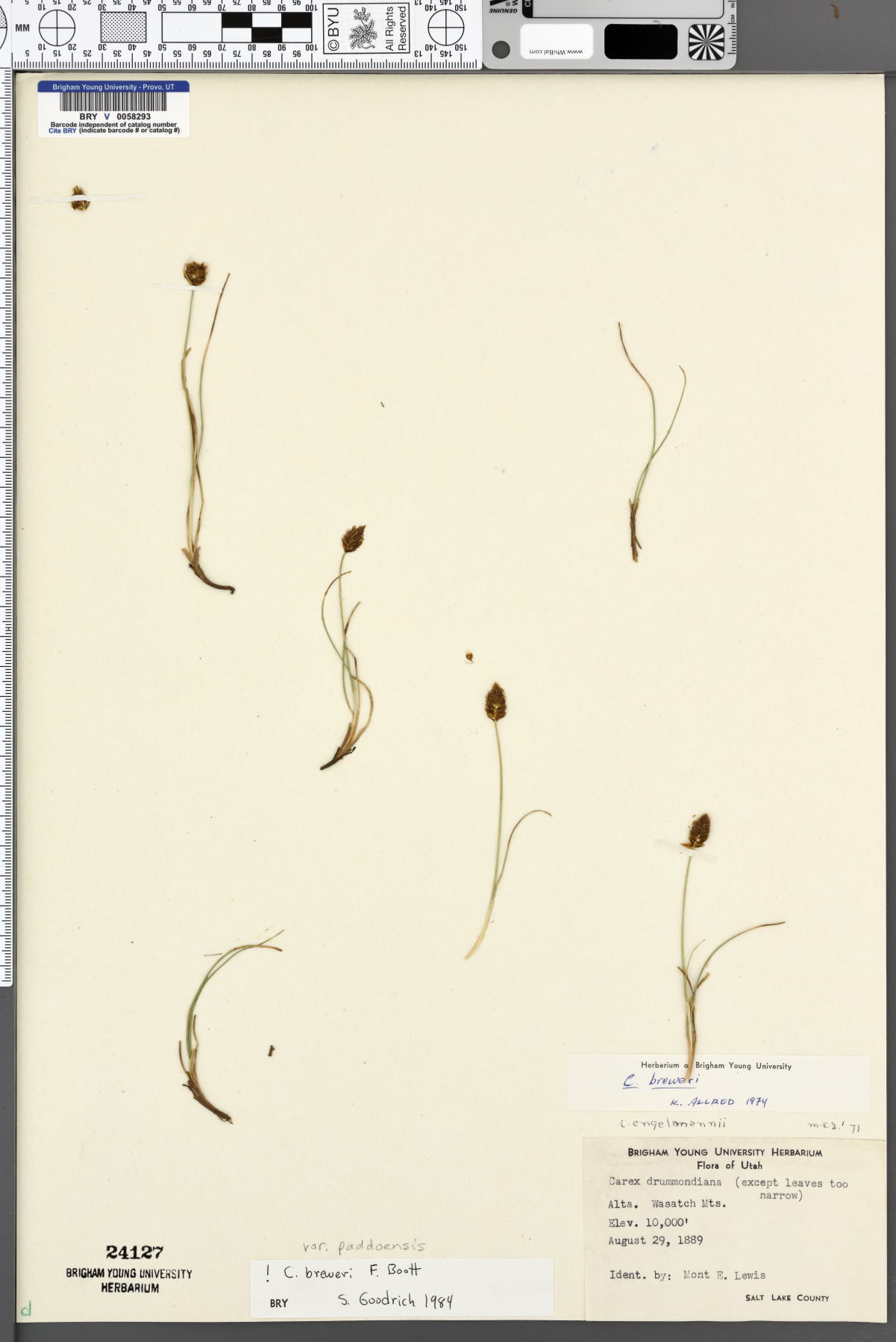 Carex breweri var. paddoensis image