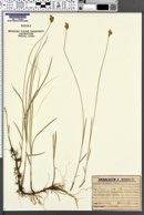 Image of Carex brizoides
