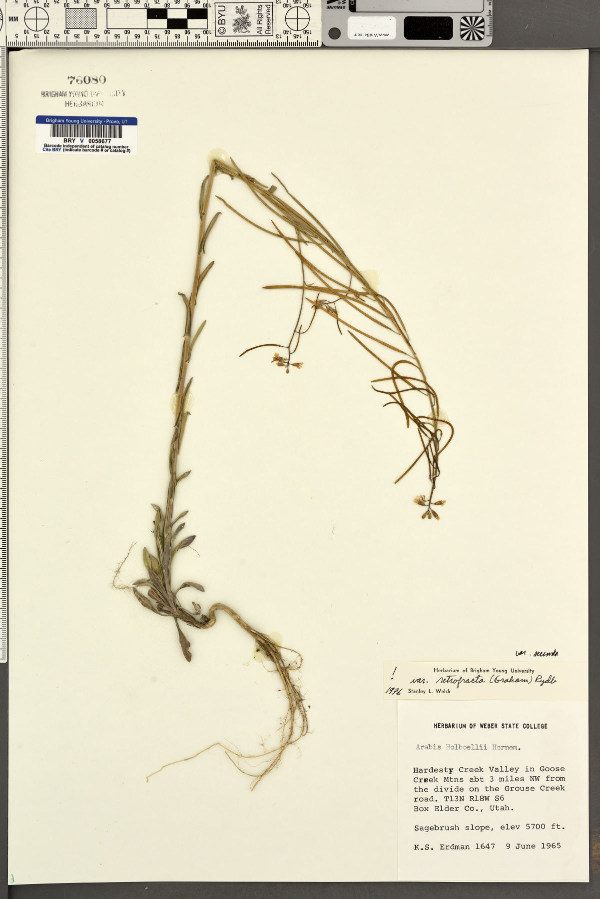 Arabis holboellii var. retrofracta image