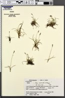 Carex circinata image