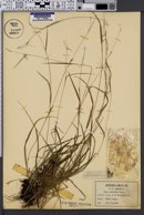 Image of Carex subulata