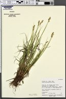 Carex praeceptorum image