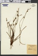 Carex punctata image