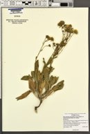 Platyschkuhria integrifolia var. desertorum image