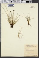 Carex pyrenaica subsp. micropoda image