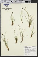 Carex pyrenaica subsp. pyrenaica image