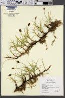 Carex pansa image
