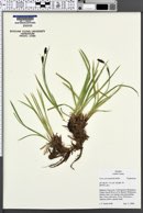 Carex prionophylla image