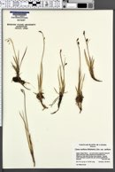 Carex rariflora var. rariflora image