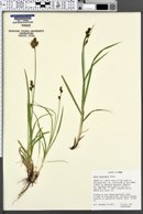 Carex raynoldsii image
