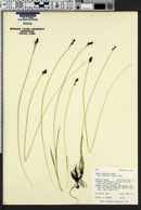 Carex norvegica var. stevenii image