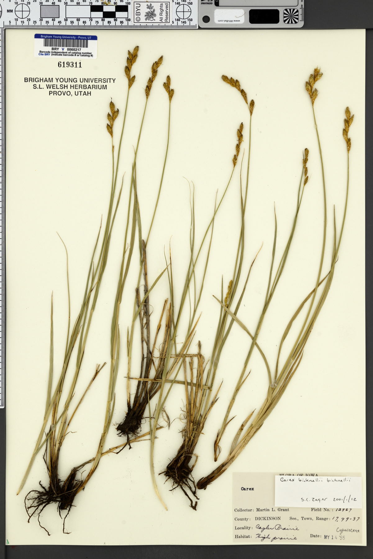 Carex bicknellii var. bicknellii image