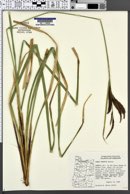 Image of Carex obnupta